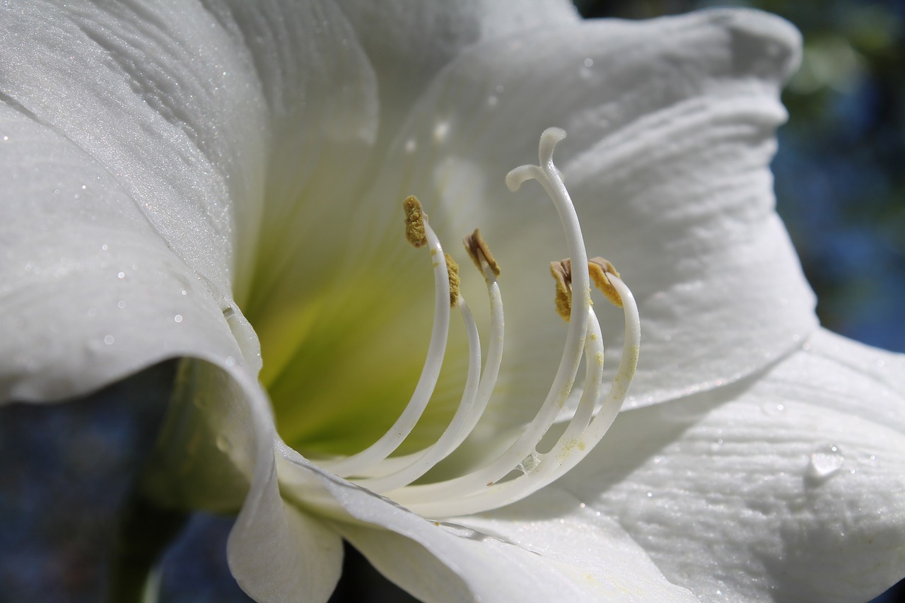 Balta Amaryllis, Žydintys Svogūnėliai, Amaryllis Belladonna, Nemokamos Nuotraukos,  Nemokama Licenzija