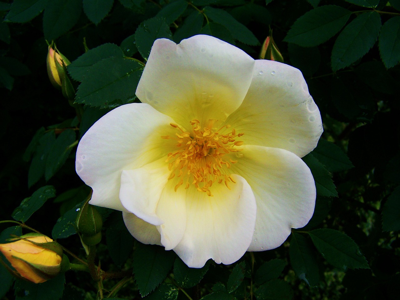 Baltos Ir Geltonos Rožės, Gėlių Sodas, Pavasario Gėlė, Nemokamos Nuotraukos,  Nemokama Licenzija