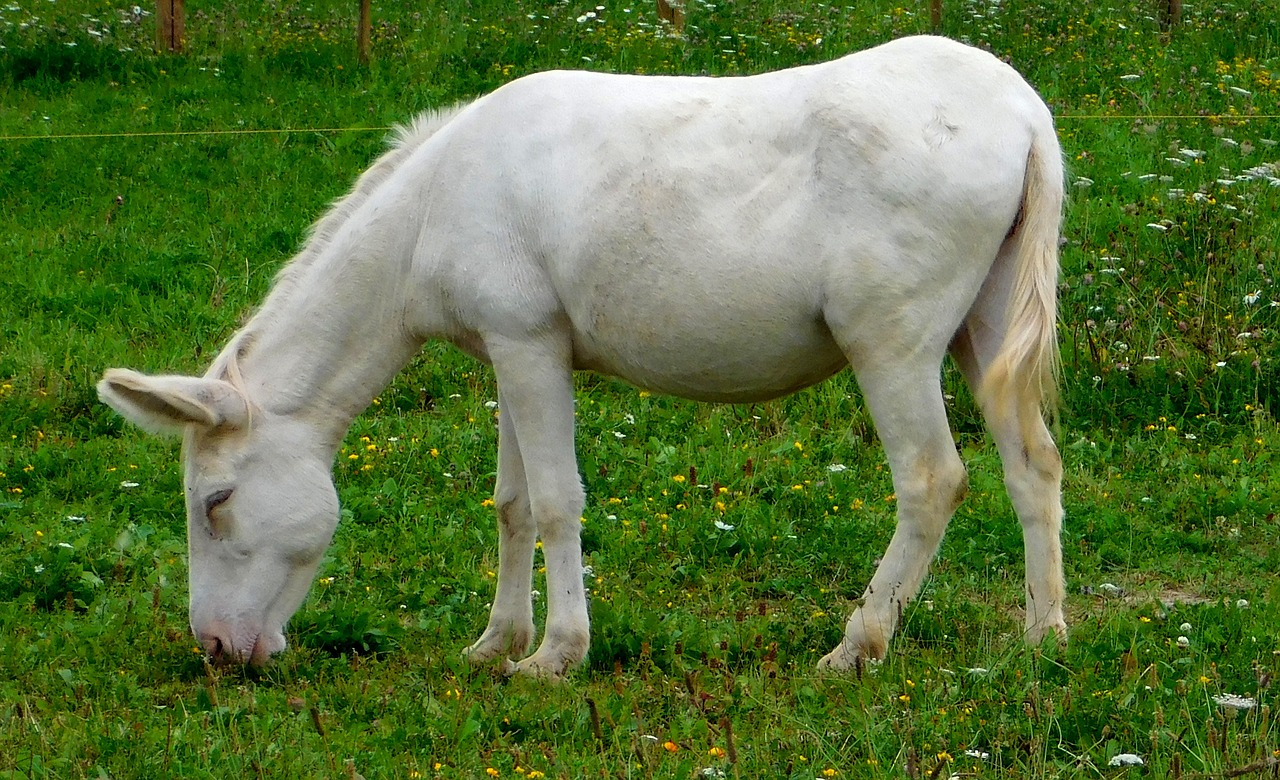 Balti Asilai, Asilas, Asilas Valgo, Asilas Valgo Žolę, Mielas, Saldus, Gyvūnas, Balta, Asilas Pievoje, Ant Pievos