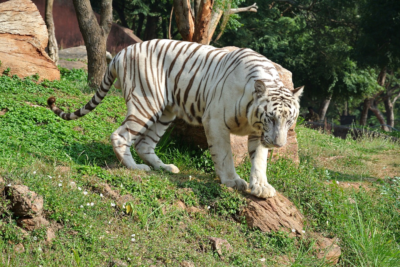 Baltos Bengalijos Tigras, Tigras, Katė, Laukinė Gamta, Plėšrūnas, Gyvūnas, Žinduolis, Zoologijos Sodas, Gamta, Wildcat