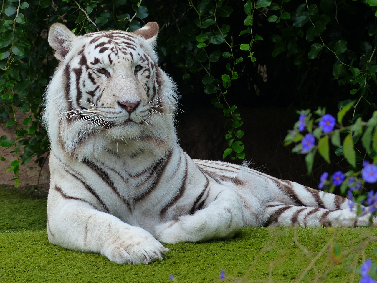 Baltos Bengalijos Tigras, Tigras, Plėšrūnas, Katė, Pavojingas, Wildcat, Didelė Katė, Poilsis, Susigrąžinti, Poilsio Pauzė