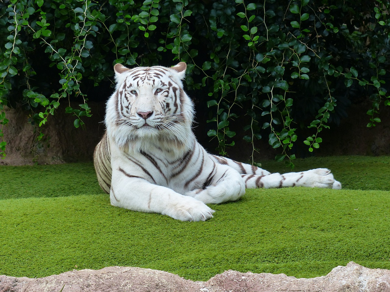 Baltos Bengalijos Tigras, Tigras, Poilsis, Susigrąžinti, Poilsio Pauzė, Nuobodulys, Jaukus, Plėšrūnas, Katė, Pavojingas