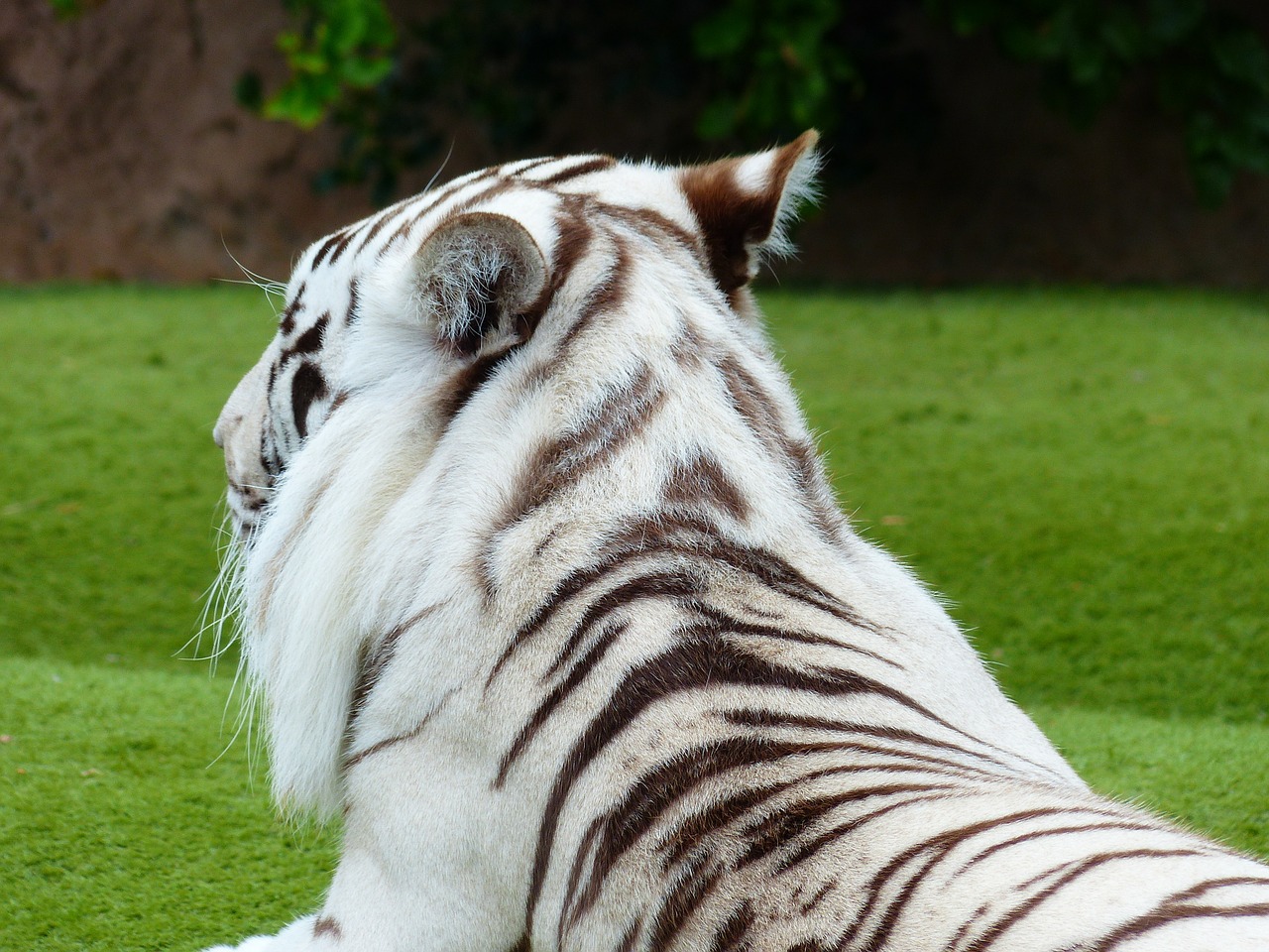 Baltos Bengalijos Tigras, Kailis, Piešimas, Modelis, Tigras, Plėšrūnas, Katė, Pavojingas, Wildcat, Didelė Katė