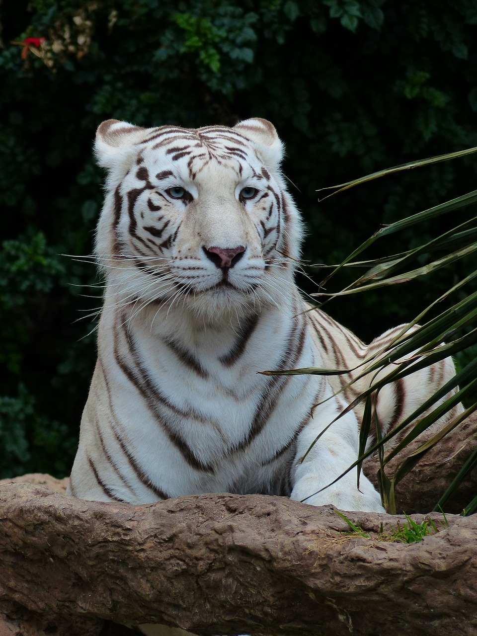 Baltos Bengalijos Tigras, Tigras, Plėšrūnas, Katė, Pavojingas, Wildcat, Didelė Katė, Karaliaus Tigras, Panthera Tigris Tigris, Bengališkas Tigras