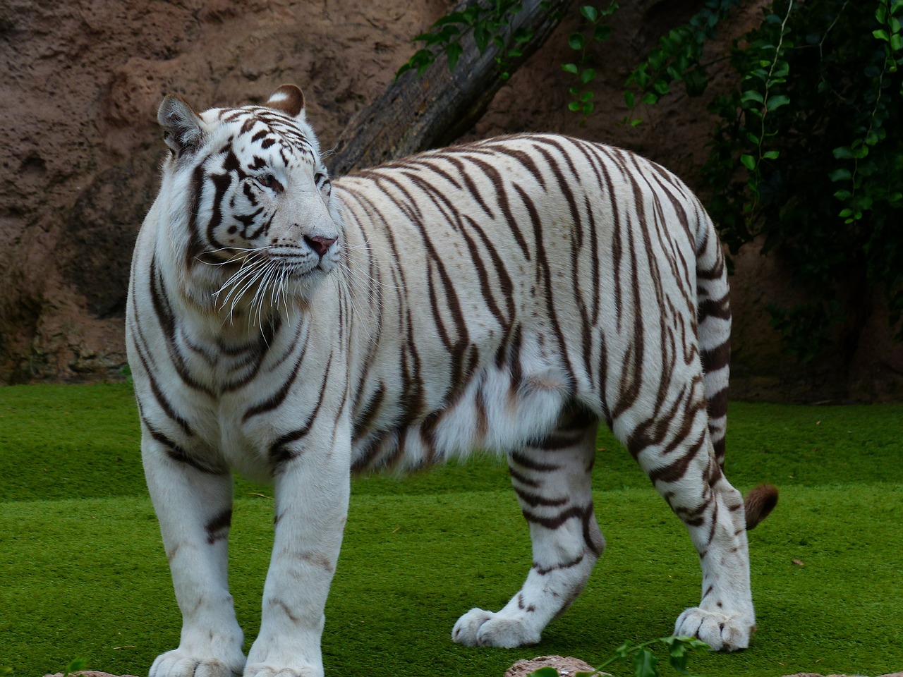 Baltos Bengalijos Tigras, Tigras, Didingas, Sublime, Plėšrūnas, Katė, Pavojingas, Wildcat, Didelė Katė, Karaliaus Tigras