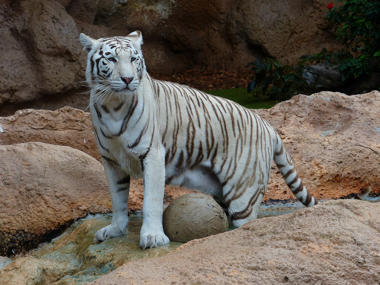 Baltos Bengalijos Tigras, Tigras, Plėšrūnas, Katė, Pavojingas, Wildcat, Didelė Katė, Karaliaus Tigras, Panthera Tigris Tigris, Bengališkas Tigras