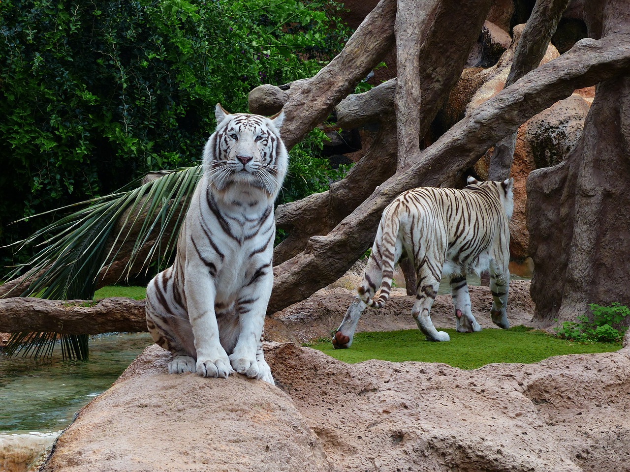Baltos Bengalijos Tigras, Tigras, Sėdėti, Poilsis, Nuobodžiaujantis, Plėšrūnas, Katė, Pavojingas, Wildcat, Didelė Katė