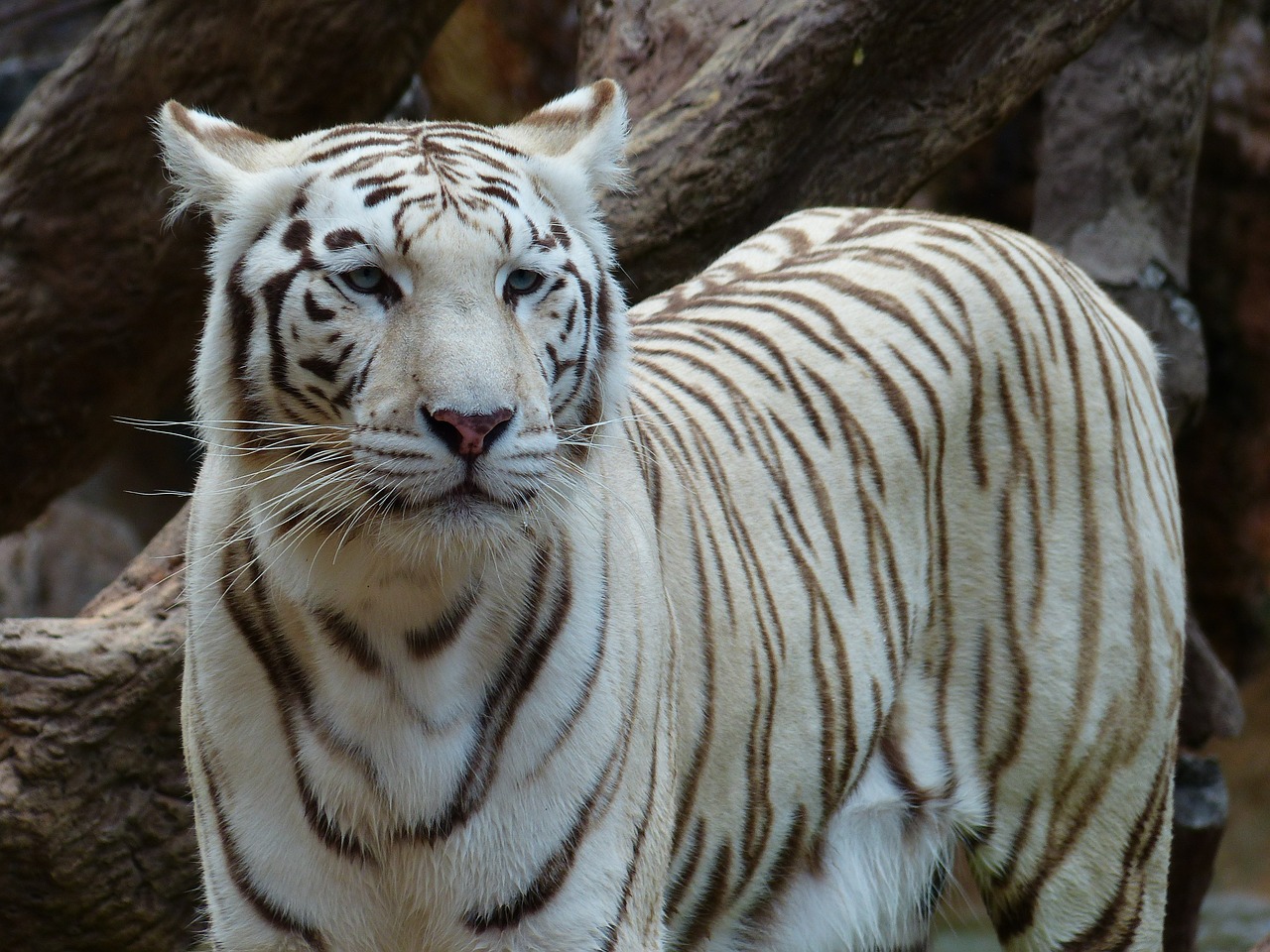 Baltos Bengalijos Tigras, Tigras, Kilnus, Didingas, Sublime, Didelė Katė, Plėšrūnas, Katė, Pavojingas, Wildcat