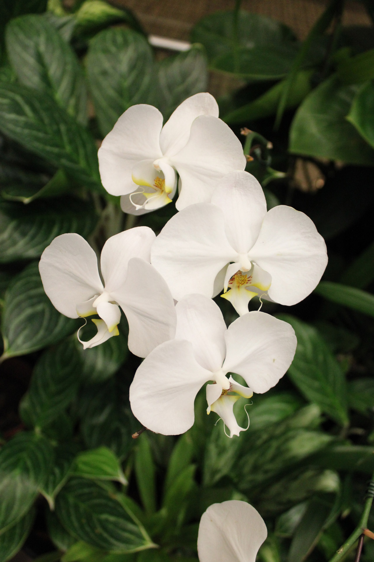 Balta & Nbsp,  Didelė & Nbsp,  Orchidėja & Nbsp,  Gėlė,  Singapūras & Nbsp,  Oro Uostas,  Išvykstant & Nbsp,  Salėje,  Balta Didelė Orchidėjų Gėlė, Nemokamos Nuotraukos