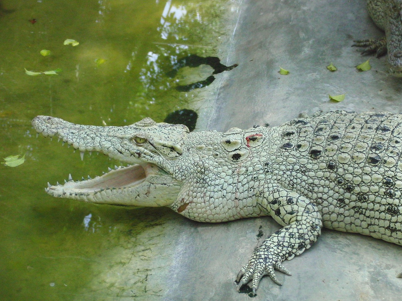 Baltas Krokodilas, Melas, Krokodilų Ūkis, Krokodilas, Burna, Dantys, Plėšrūnas, Gyvūnas, Tailandas, Pavojingas Gyvūnas