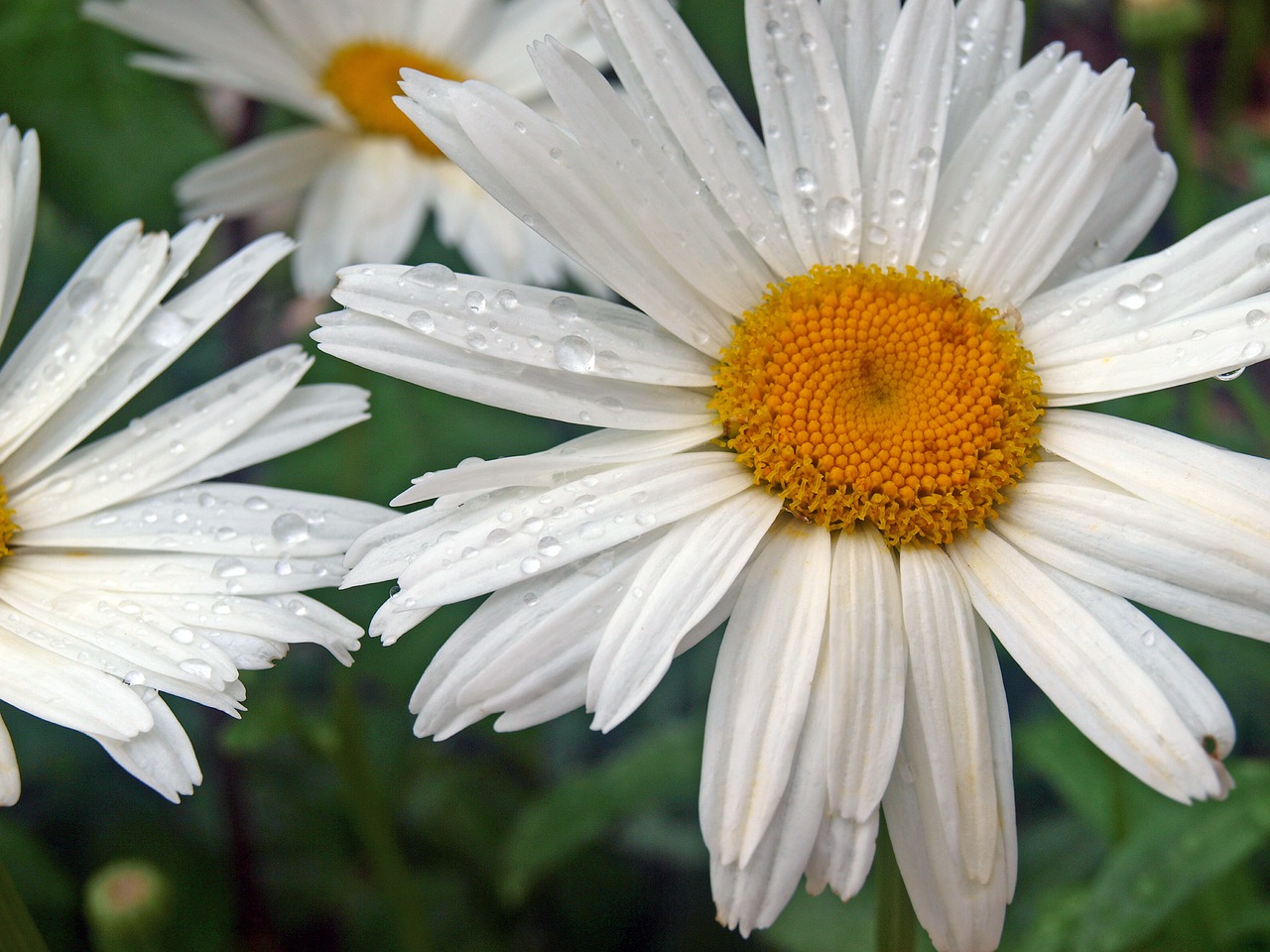 Balta Daisy,  Rocio,  Gėlės,  Margarita Milžinas,  Žydėjimo,  Žiedlapiai,  Balta Gėlė,  Pobūdį,  Vasara,  Pavasaris