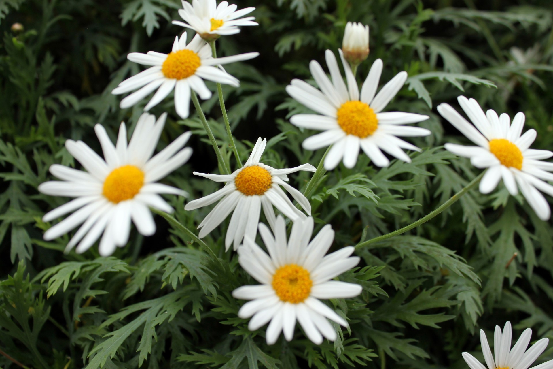 Balta,  Daisy,  Gėlės,  Balta Daisy Gėlės, Nemokamos Nuotraukos,  Nemokama Licenzija
