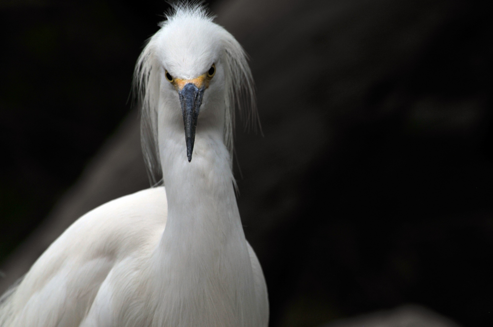 Egret,  Balta & Nbsp,  Egret,  Paukštis,  Balta,  Paukščiai,  Laukinė Gamta,  Gamta,  Veidas,  Bjaurus