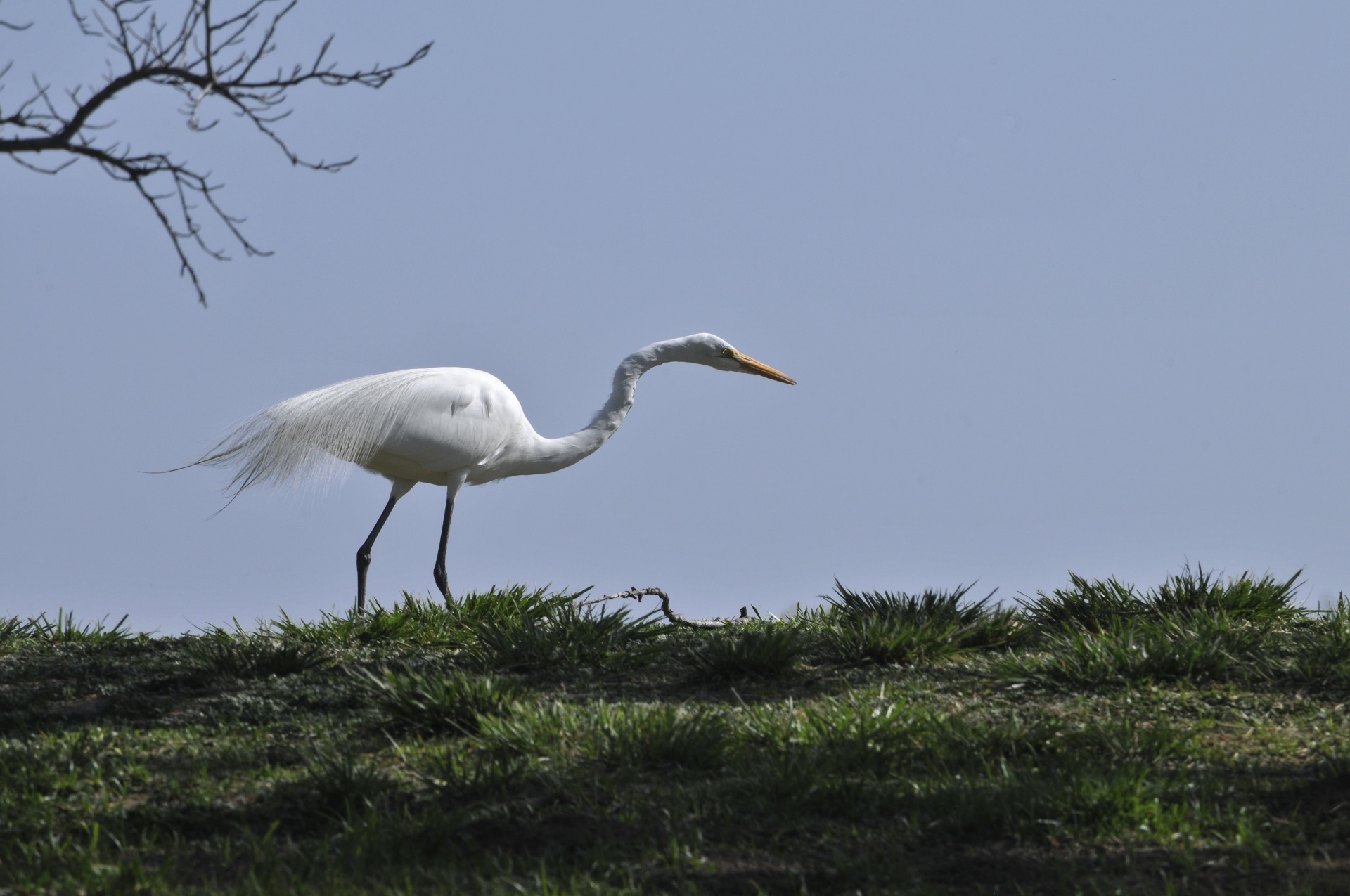 Paukštis,  Paukščiai,  Medis,  Filialai,  Vaikščioti,  Vaikščioti,  Egret,  Egritas,  Balta,  Gamta