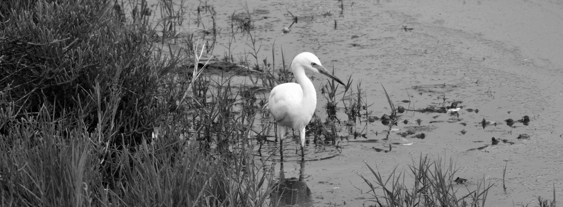 Paukštis,  Balta & Nbsp,  Egret,  Puikus & Nbsp,  Egret,  Bendras & Nbsp,  Egret,  Didelis & Nbsp,  Egret,  Puikus & Nbsp