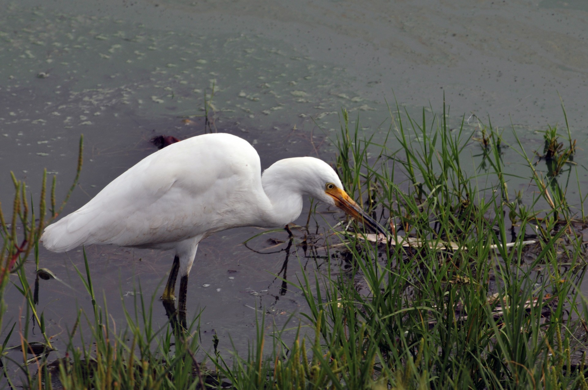 Paukštis,  Balta & Nbsp,  Egret,  Puikus & Nbsp,  Egret,  Bendras & Nbsp,  Egret,  Didelis & Nbsp,  Egret,  Puikus & Nbsp