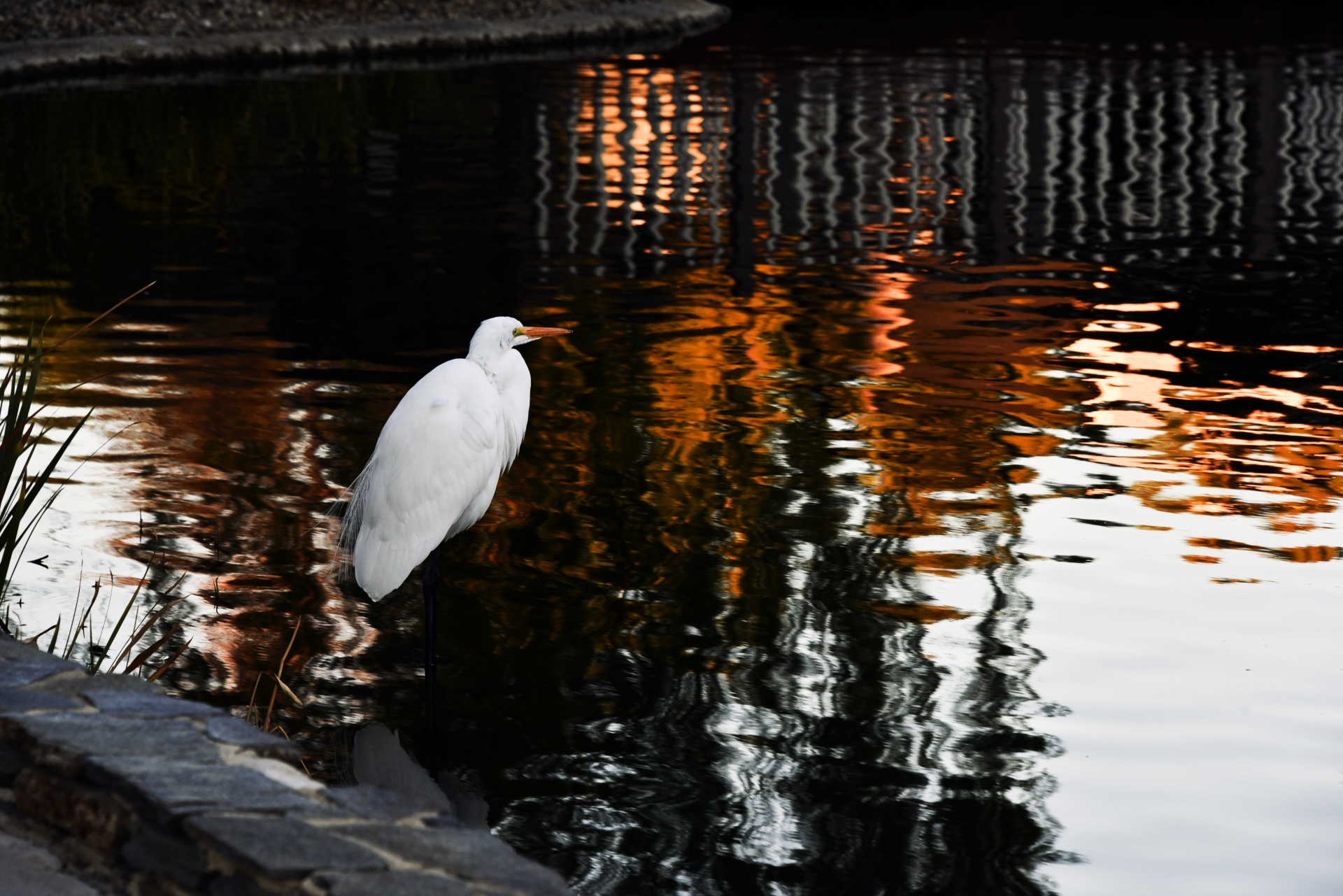 Egret,  Balta,  Puiku,  Paukštis,  Laukinė Gamta,  Saulėlydis,  Balta Eretė Vandenyje, Nemokamos Nuotraukos,  Nemokama Licenzija