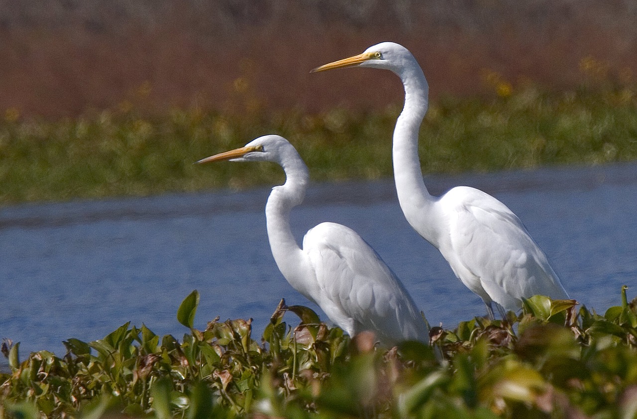 Baltos Egrets, Paukščiai, Laukinė Gamta, Gamta, Egret, Nemokamos Nuotraukos,  Nemokama Licenzija