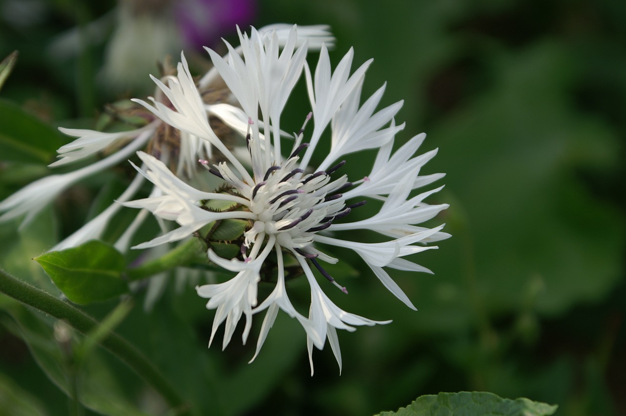 Balta Gėlė, Balta, Gamta, Pistil, Žiedadulkės, Baltos Gėlės, Žiedlapis, Žydėjimas, Pavasaris, Pašaras