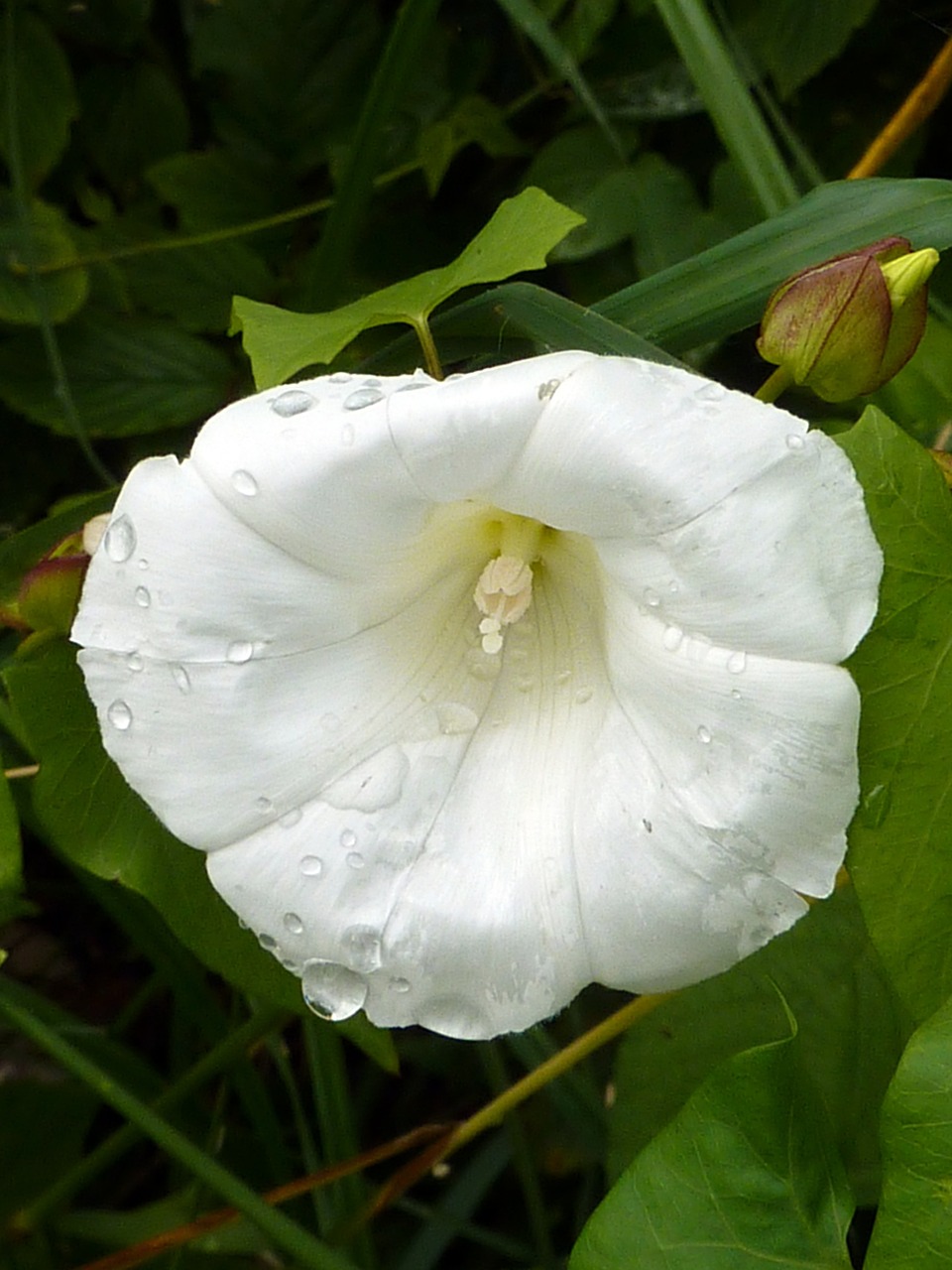 Balta Gėlė, Gamta, Gėlė, Balta, Nemokamos Nuotraukos,  Nemokama Licenzija