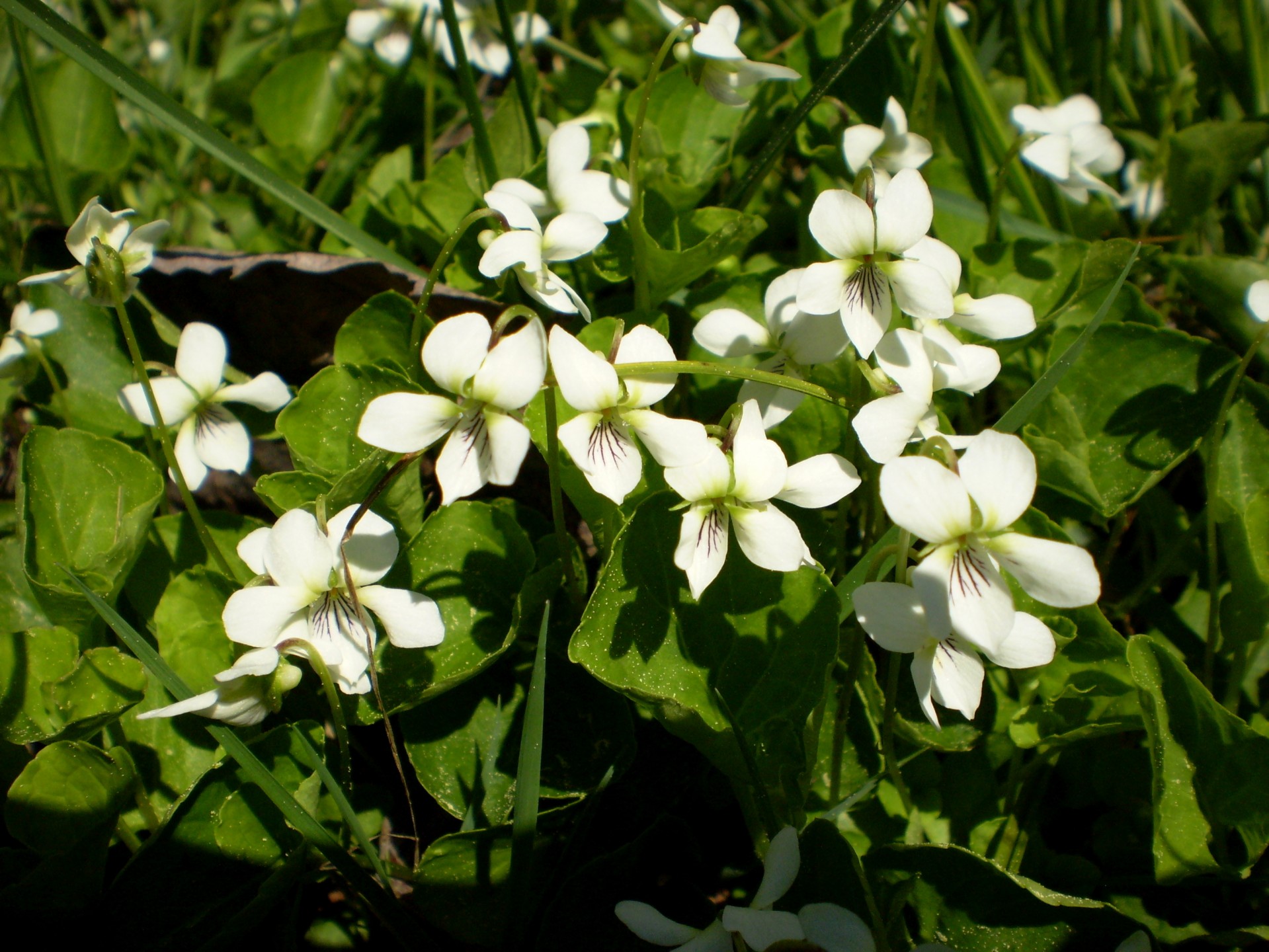 Gėlė,  Gėlės,  Balta,  Gamta,  Žiedlapis,  Žiedas,  Mygtukas,  Sezonas,  Balta Gėlė, Nemokamos Nuotraukos