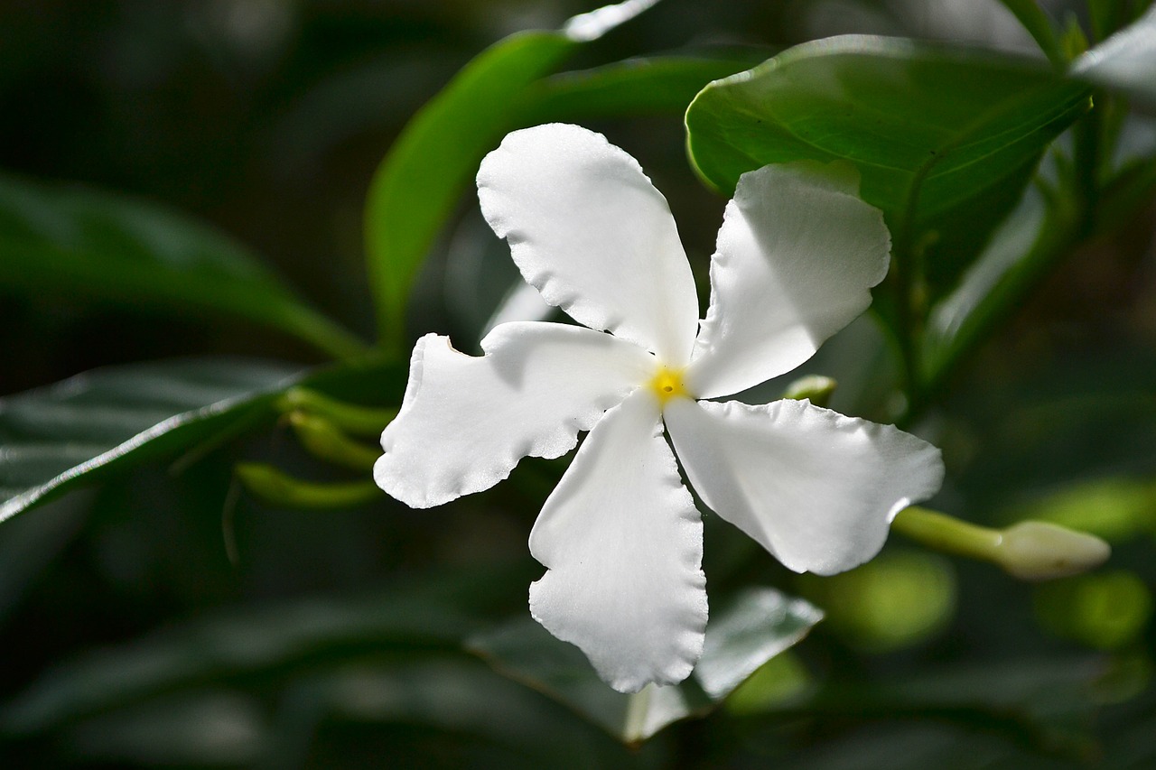 Balta Gėlė, Gėlė, Gėlės, Žiedas, Žiedai, Augalas, Augalai, Gamta, Augmenija, Šri Lanka