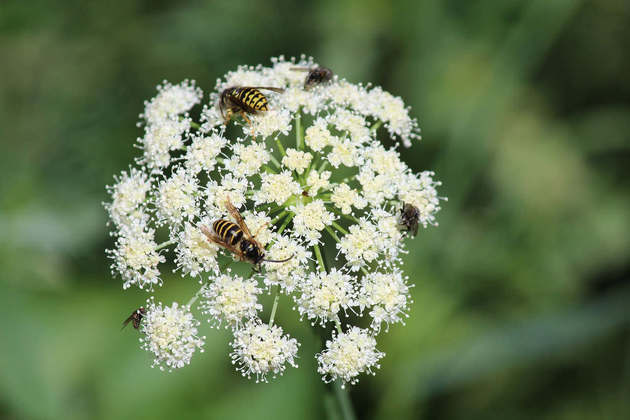 Balta Gėlė, Geltonos Švarkelės, Gėlė, Žalias, Gamta, Vabzdys, Bitės Ant Gėlių, Nemokamos Nuotraukos,  Nemokama Licenzija