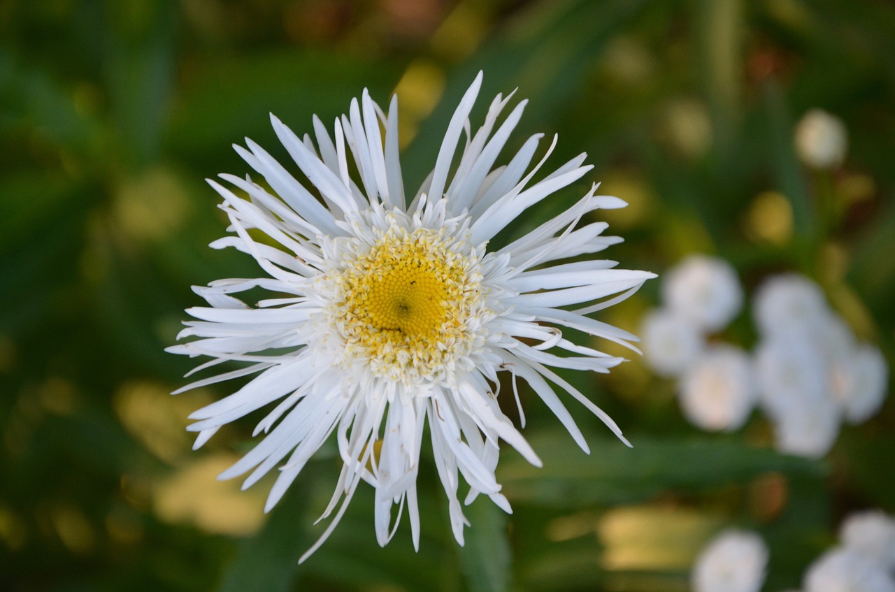 Balta Gėlė, Gamta, Sodas, Vasaros Gėlės, Daisy, Žiedlapiai, Nemokamos Nuotraukos,  Nemokama Licenzija