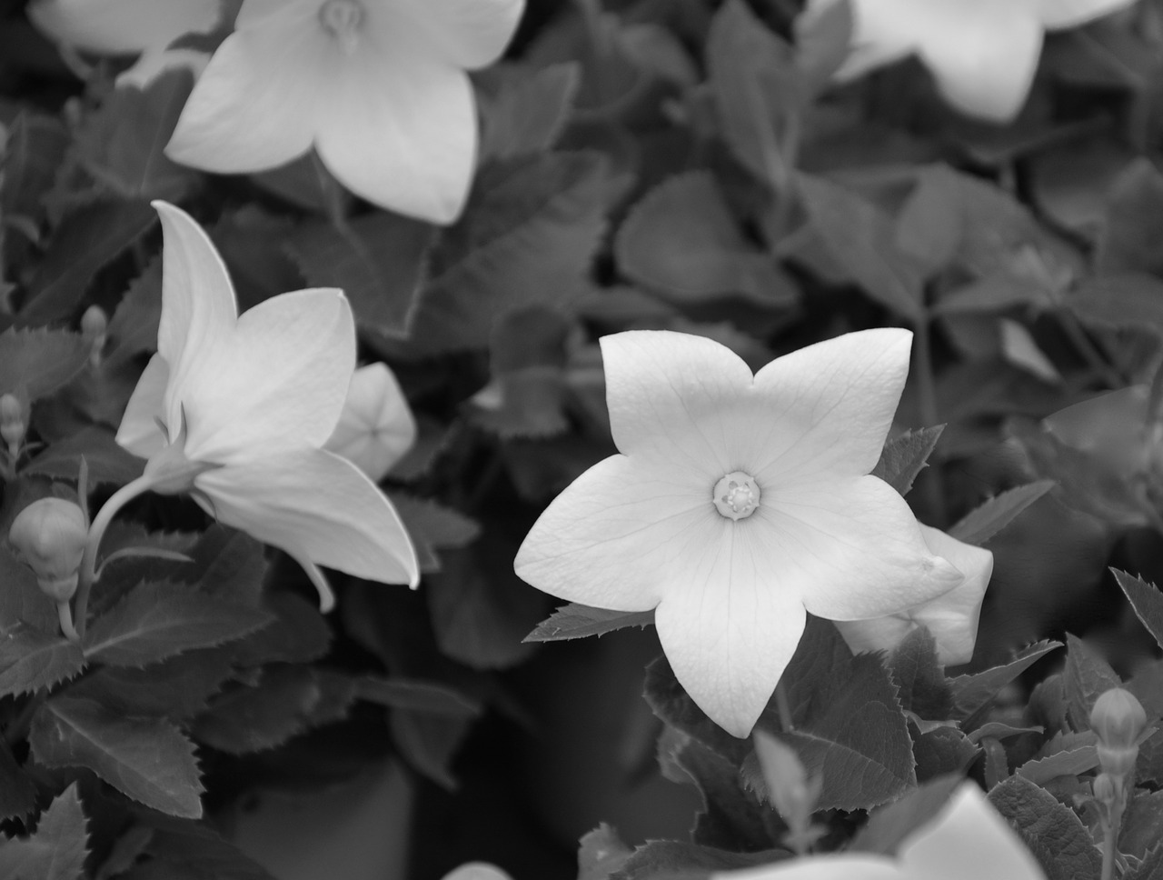 Balta Gėlė, Nuotrauka Juoda Balta, Augalas, Nemokamos Nuotraukos,  Nemokama Licenzija