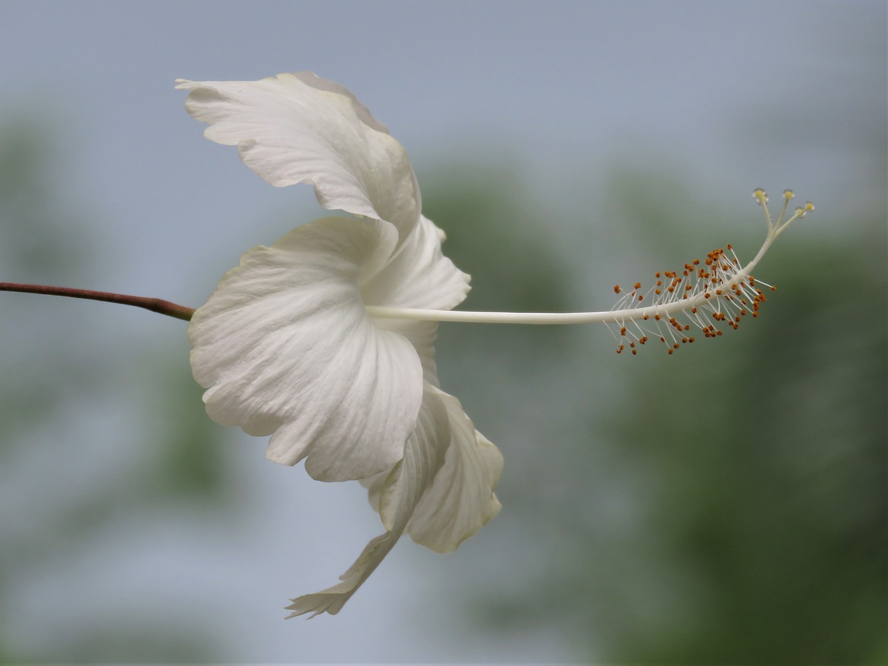 Balta Gėlė, Tropinės Gėlės, Iš Arti, Nemokamos Nuotraukos,  Nemokama Licenzija
