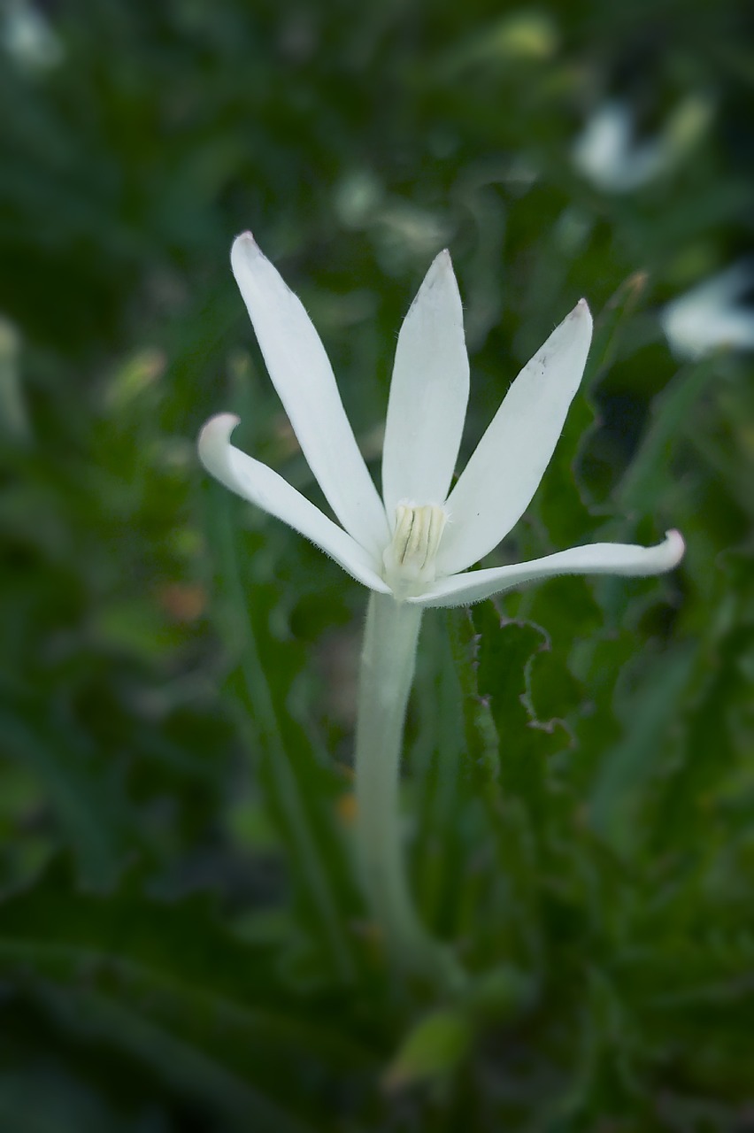 Balta Gėlė, Žydėti, Žiedas, Pistil, Žiedlapis, Makro, Nemokamos Nuotraukos,  Nemokama Licenzija