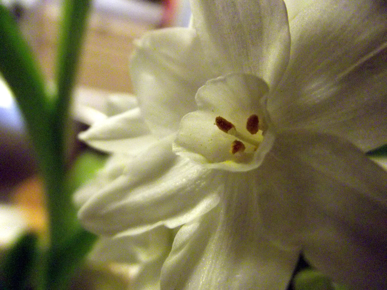 Balta,  Gėlės,  Balta Gėlė 3, Nemokamos Nuotraukos,  Nemokama Licenzija