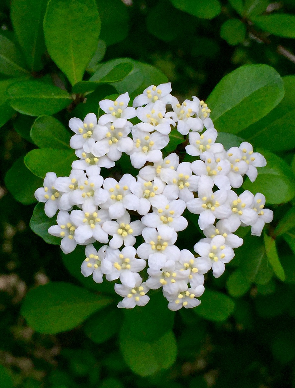 Balta Gėlė, Gėlė, Flora, Sodas, Gamta, Lapai, Gėlių, Žalias, Pavasaris, Balta