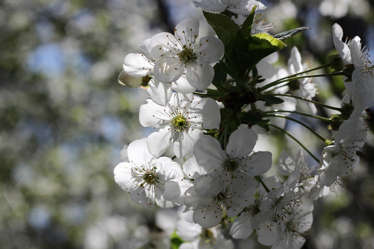 Balta Gėlė,  Žydi,  Pavasaris,  Žiedas,  Floros,  Natūralus,  Lapų,  Žalias,  Apšvietimas, Nemokamos Nuotraukos