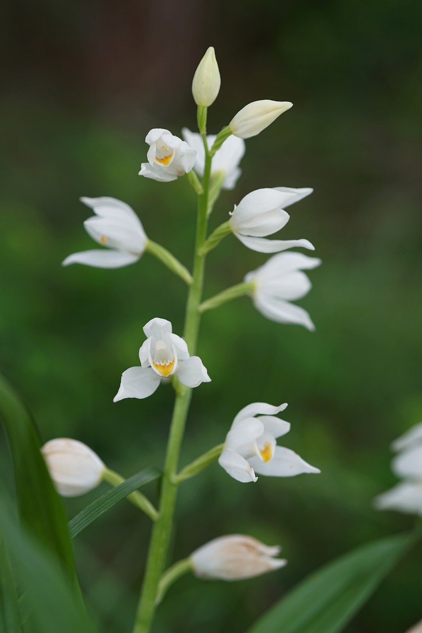 Balta Gėlė,  Orchidėjų,  Augalų,  Žalias,  Pobūdį,  Pavasaris, Nemokamos Nuotraukos,  Nemokama Licenzija