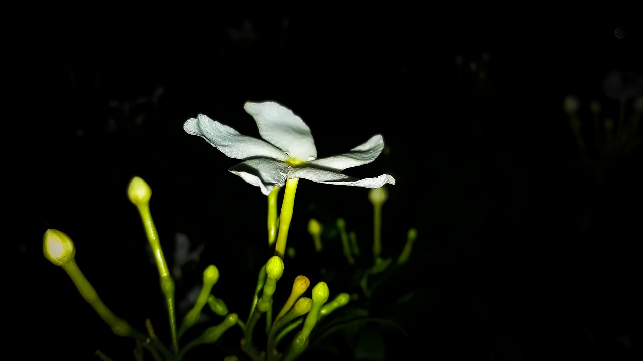 Balta Gėlė,  Iš Arti,  Naktį Žydinčių, Nemokamos Nuotraukos,  Nemokama Licenzija