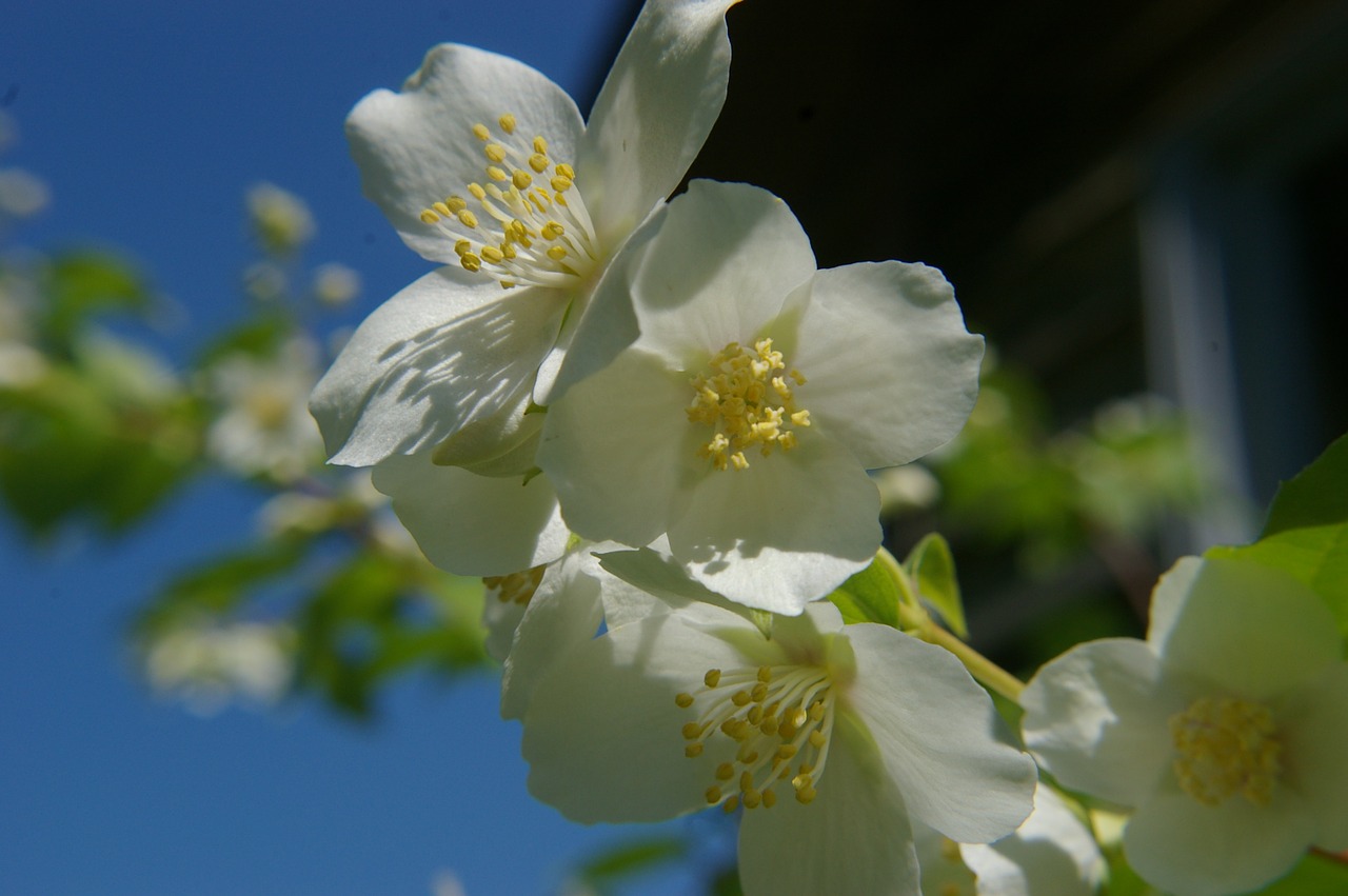 Balta Gėlė, Mačuriaus Krūmas, Gėlė, Saulės Šviesa, Gėlė Saulėje, Flora, Gėlių, Vasara, Gamta, Augti