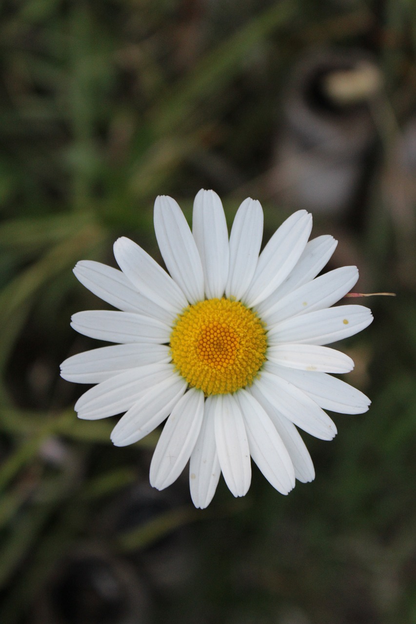 Balta Gėlė, Baltos Gėlės, Chrizantema, Gėlės, Augalai, Wildflower, Gamta, Žiedas, Ruduo, Nemokamos Nuotraukos