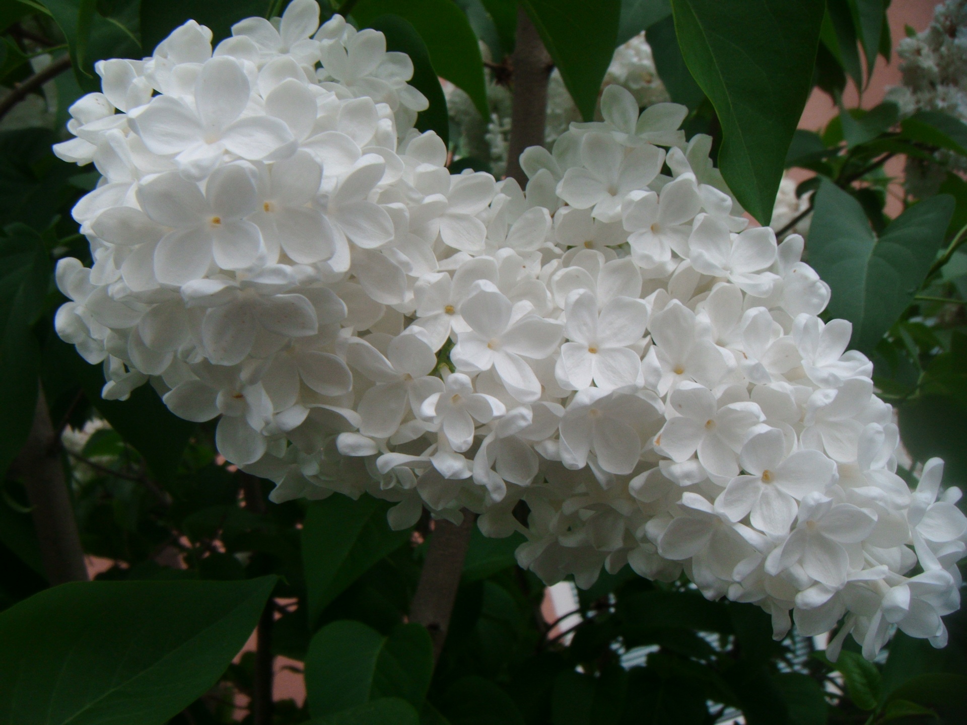 Syringa,  Vulgaris,  Alyva,  Bendras,  Augalas,  Krūmas,  Medis,  Gėlė,  Gėlės,  Krūmas