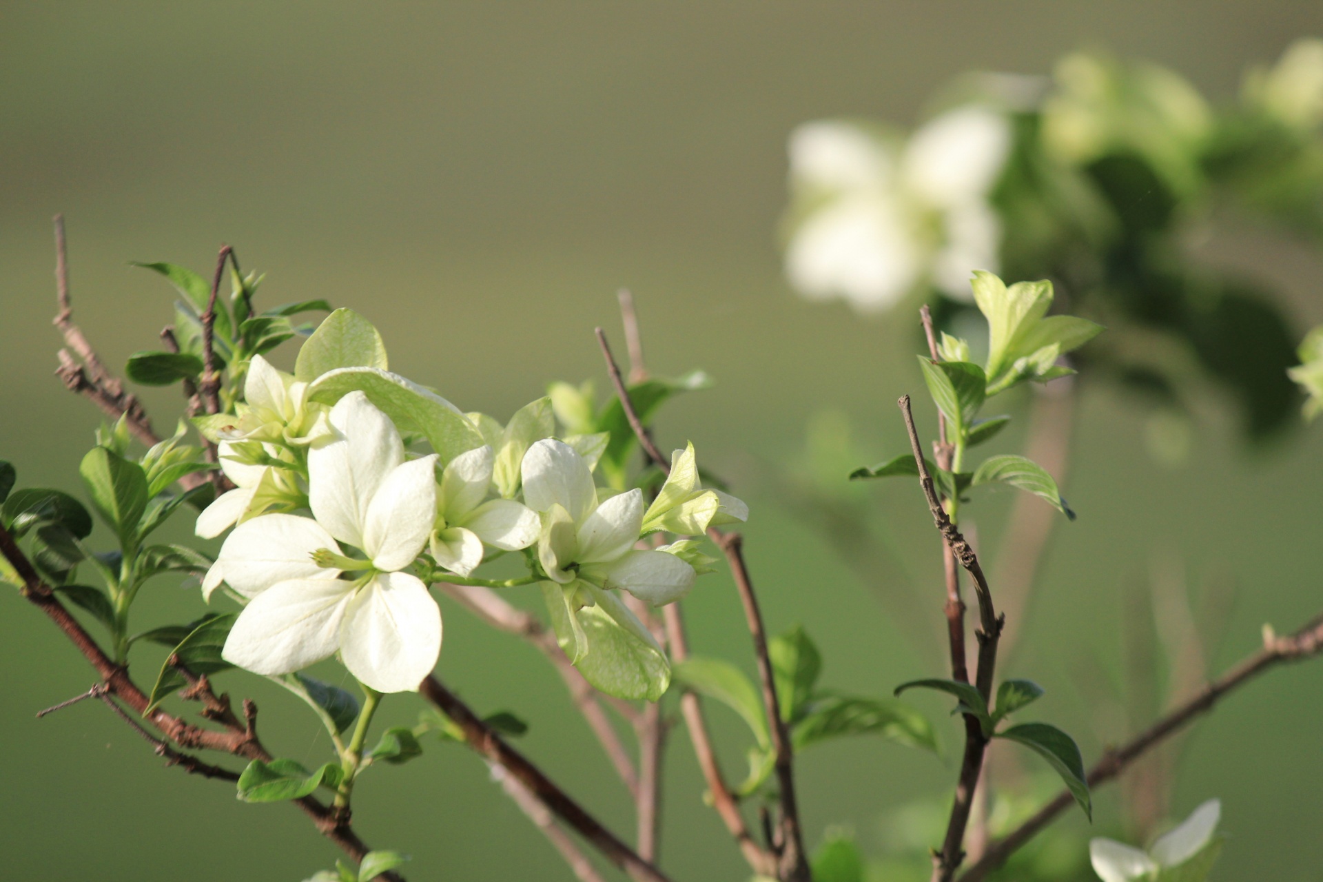 Balta & Nbsp,  Gėlės,  Balta & Nbsp,  Gėlė,  Gėlės,  Lapai,  Augalai,  Žiedlapiai,  Flora,  Fauna