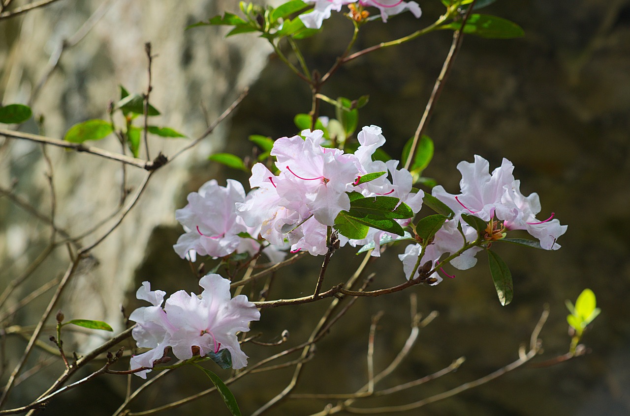 Baltos Gėlės, Flora, B, Botanika, Žydėjimas, Sodas, Gamta, Rododendras, Nemokamos Nuotraukos,  Nemokama Licenzija