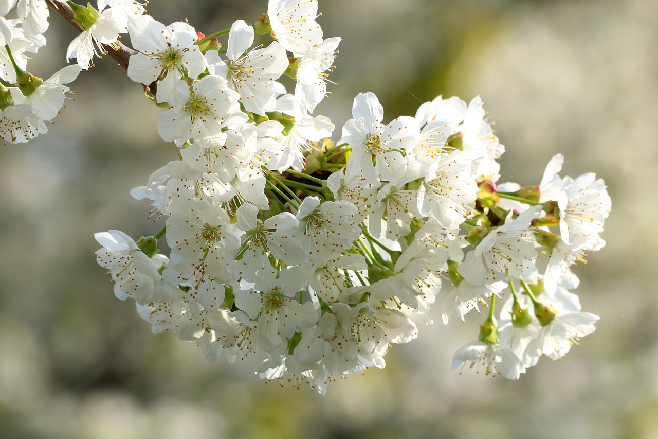 Baltos Gėlės,  Žydėjimo Vyšnios,  Žydėjimo,  Pavasaris, Nemokamos Nuotraukos,  Nemokama Licenzija