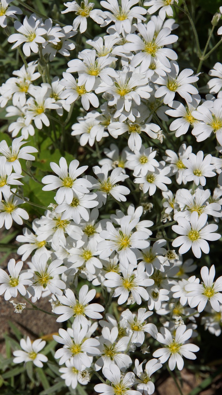 Baltos Gėlės, Subtilus Gėlių, Gėlių Plaktukas, Nemokamos Nuotraukos,  Nemokama Licenzija