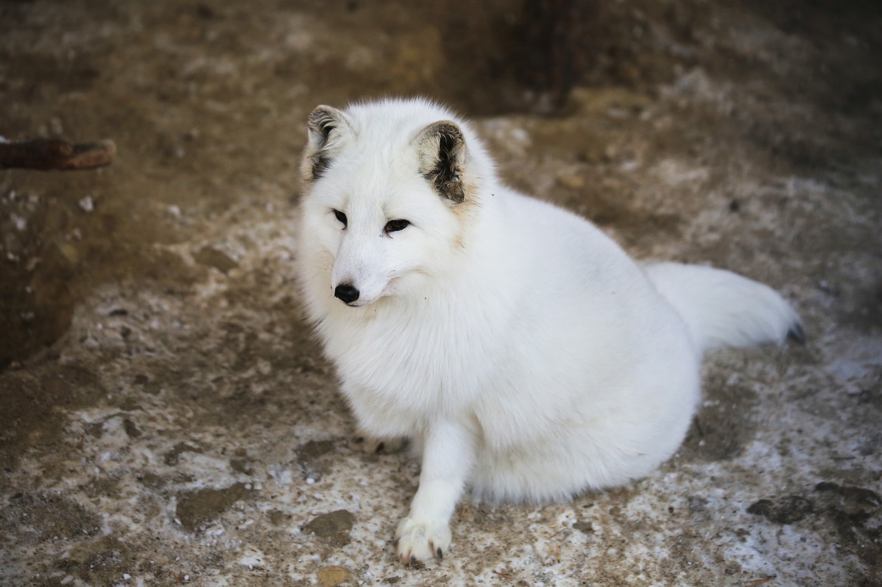 Fauna, Balta Lapė, Laplandas, Gyvūnas, Balta, Sniegas, Stepiai, Tundra, Žiemos, Nemokamos Nuotraukos