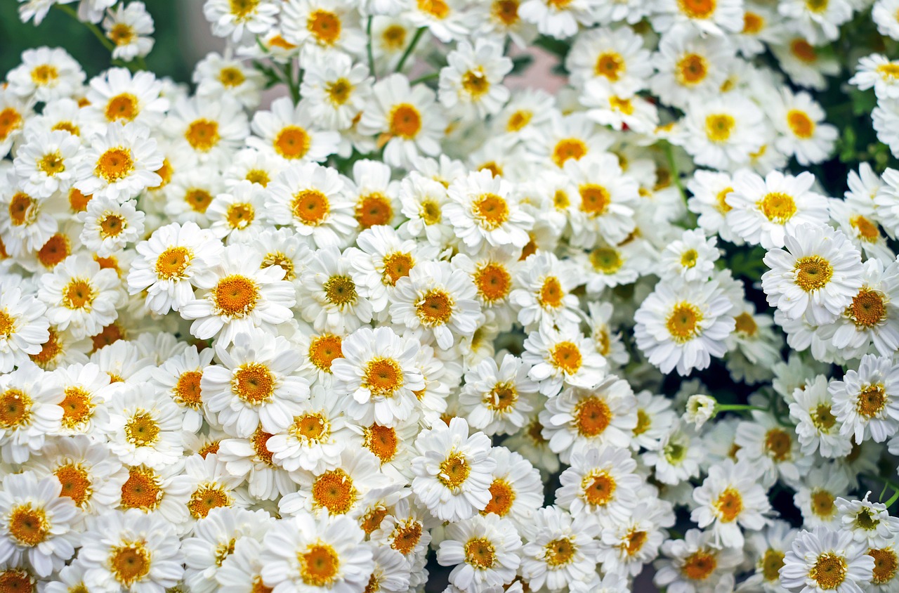 Balti Germini, Gerbera, Gėlė, Žiedas, Žydėti, Gėlės, Oranžinė Balta, Vasaros Gėlė, Nemokamos Nuotraukos,  Nemokama Licenzija