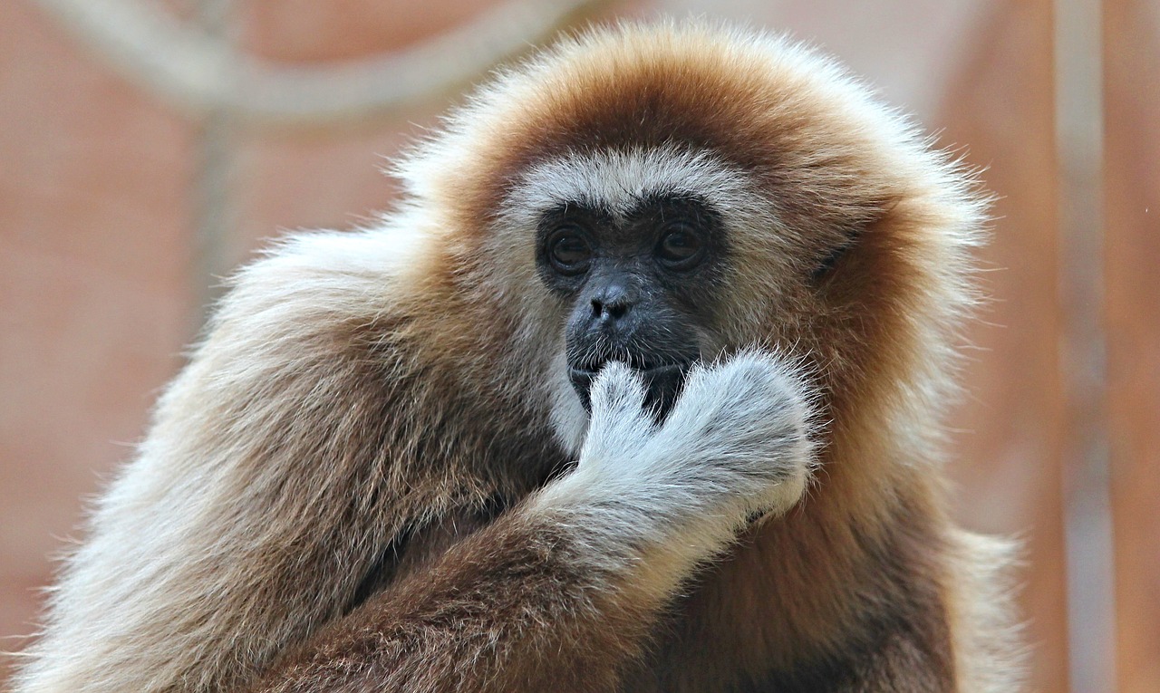 Balta Rankų Gibbon, Gibbon, Beždžionė, Ape, Zoologijos Sodas, Gyvūnų Pasaulis, Žinduolis, Zooaufnahme, Sėdėti, Laukinės Gamtos Fotografija