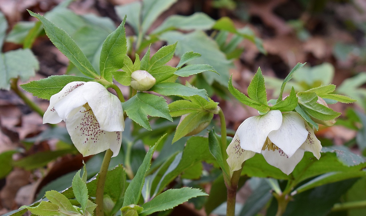 Baltos Spygliuočių, Balta Lenten Rose, Lenten Rose, Budas, Gėlė, Žiedas, Žydėti, Hellebore, Sodas, Augalas