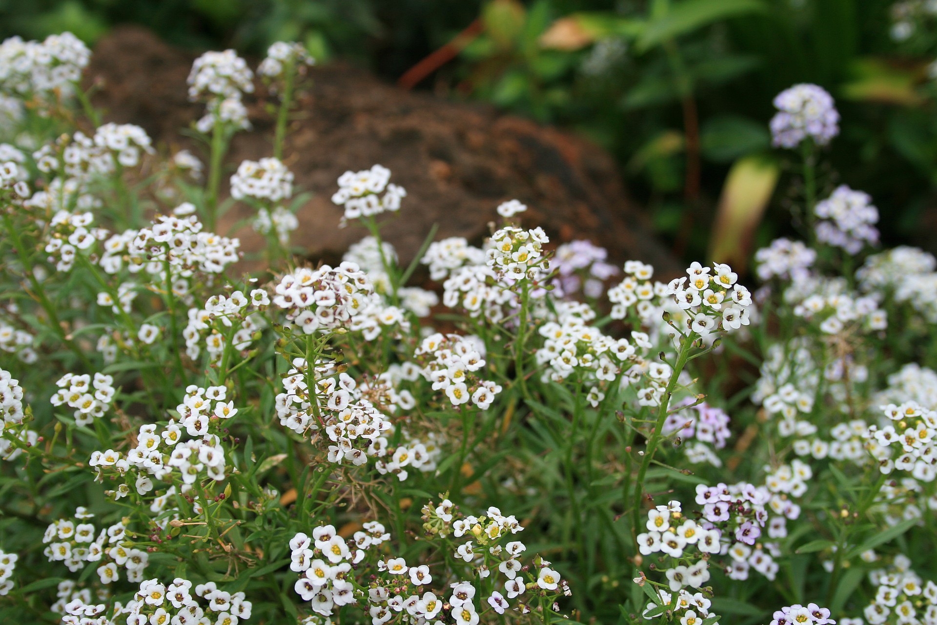 Gėlės,  Skanėsto,  Alyssum,  Baltos Medaus Gėlės, Nemokamos Nuotraukos,  Nemokama Licenzija