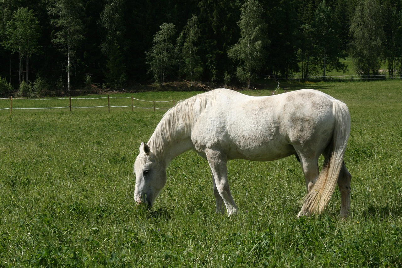 Baltas Žirgas, Vasaros Ganyklos, Baltas Žirgas, Nemokamos Nuotraukos,  Nemokama Licenzija