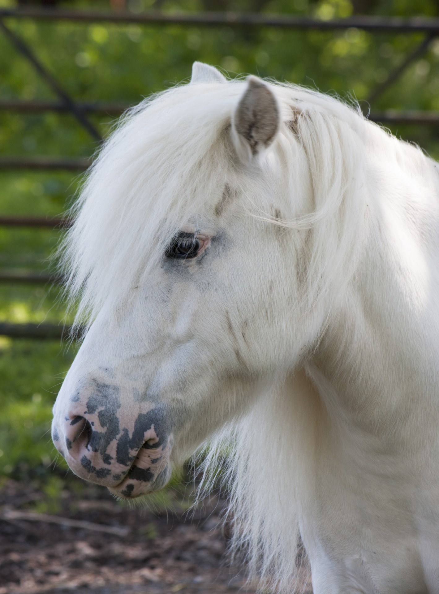 Arklys,  Ponis,  Shetland & Nbsp,  Ponis,  Balta,  Baltas & Nbsp,  Arklys,  Veidas,  Galva,  Profilis